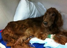 Irish Setter being treated for bloat