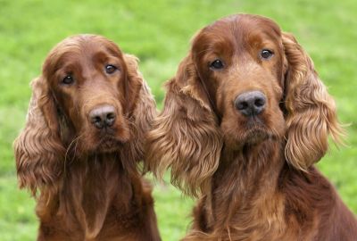 Head shot of two Irish Setters