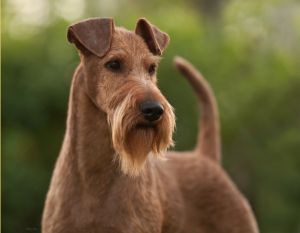Irish terrier akc 2025