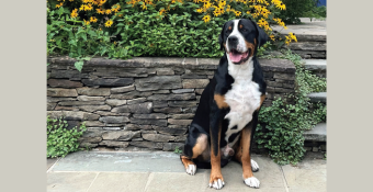 Greater Swiss Mountain Dog Jersey, featured calendar dog for September 2024