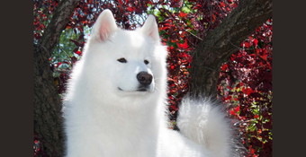 photo of Samoyed 