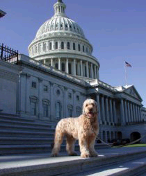 Lancelot on Capitol Hill