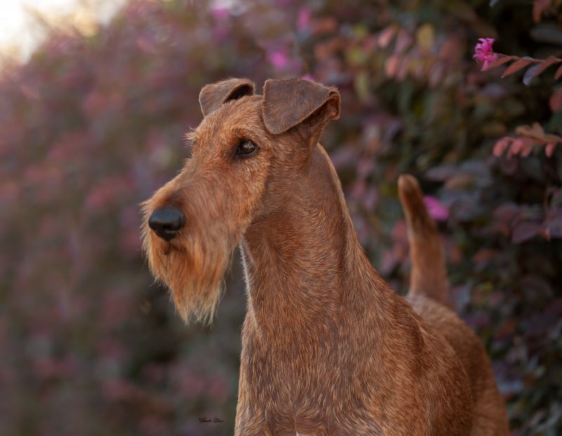 photo of Irish Terrier McTavish from the cover of the 2022 Champions for Canine Health Calendar