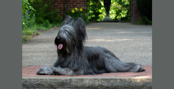 Photo of Briard