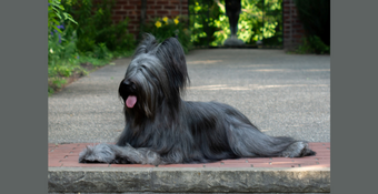 Photo of Briard 