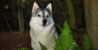 photo of Siberian Husky 