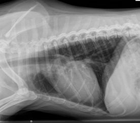 how much is a chest xray for a dog