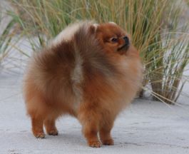 photo of Pomeranian 