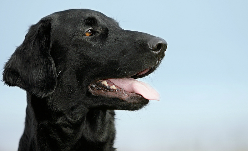 AKC Canine Health Foundation | Canine Cancer