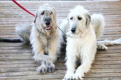 Photo of 2 Irish Wolfhounds lying on a deck.