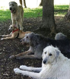 Photo of four Irish Wolfhounds - young and old - lounging under a tree.