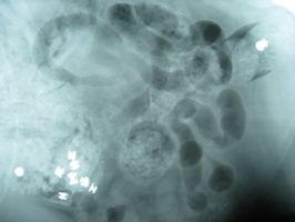 X-Ray of a rivets and a leather tool belt in a dog's stomach