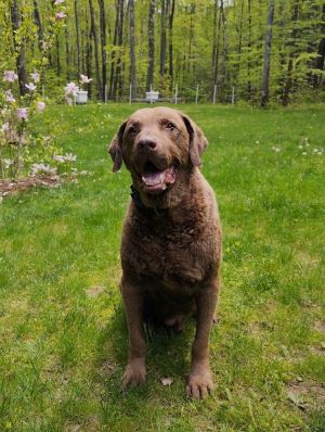 Photo of Chesapeake Bay Retriever 