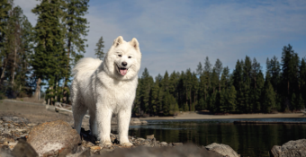 Samoyed Sierra, featured dog for January 2024