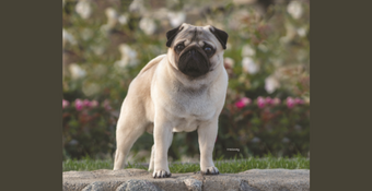 photo of Pug