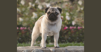 photo of Pug 