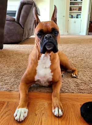 Boxer Sophia lying down in her living room looking at the camera