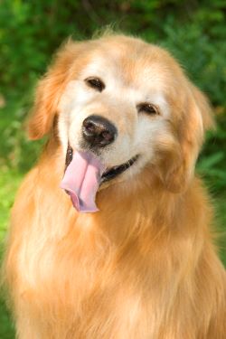 Photo of Rhonda Hovan's Golden Retriever, Star