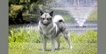 Photo of Norwegian Elkhound