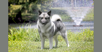 Photo of Norwegian Elkhound 