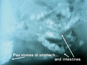 X-ray of stones in a dog's stomach and intestines