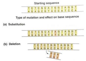 graphic demonstrating substitution and deletion mutations in DNA