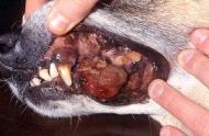 Dog with Oral Melanoma