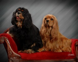Cavaliers Tarty and Tribble