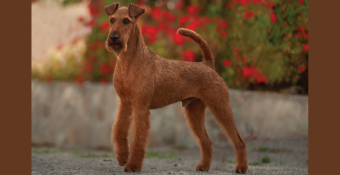 Irish Terrier Teak, featured calendar dog for June 2024