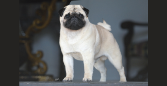 Pug Teddy, featured calendar dog for October 2024