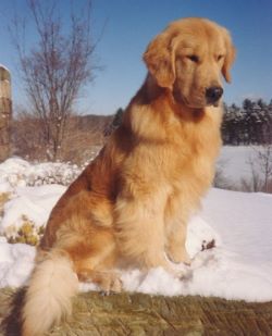 Photo of Rhonda Hovan's Golden Retriever, Thunder