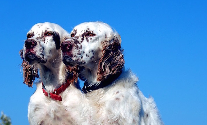 Two_English_Setters_cropped copy