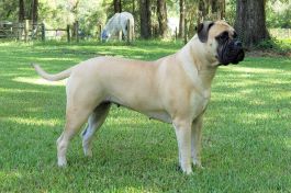 photo of Bullmastiff 