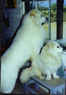 Photo of a normal Great Pyrenees next to a dwarf.