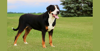 Photo of Greater Swiss Mountain Dog 