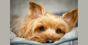 photo of a Yorkshire Terrier lying down