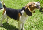 Beagle Howling