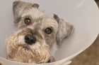 Schnauzer wearing an e-collar