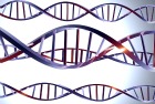 DNA Double Helix