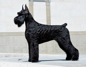 AKC Canine Health Foundation GCH Ingebars I Live for the Applause