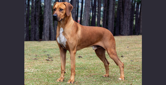 Photo of Rhodesian Ridgeback Redford standing in front of the woodsline