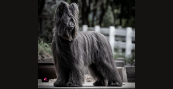 Black Briard 'Chris' standing at the fenceline