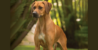 Photo of Rhodesian Ridgeback Raquel