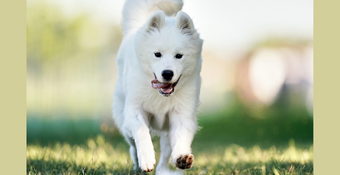 Photo of Samoyed Sierra running Fast Cat