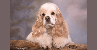 Buff American Cocker Spaniel 'Cherry Pie' posing on a pillow