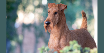 Irish Terrier McTavish standing in the garden