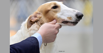 Photo of Borzoi Atticus in the show ring