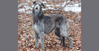 Scottish Deerhound 'Claire' standing in the fallen leaves