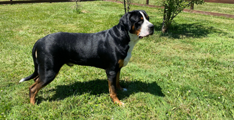 Greater Swiss Mountain Dog 'Jersey' standing in the green grass