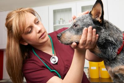 woman in scrubs examining a cattle dog